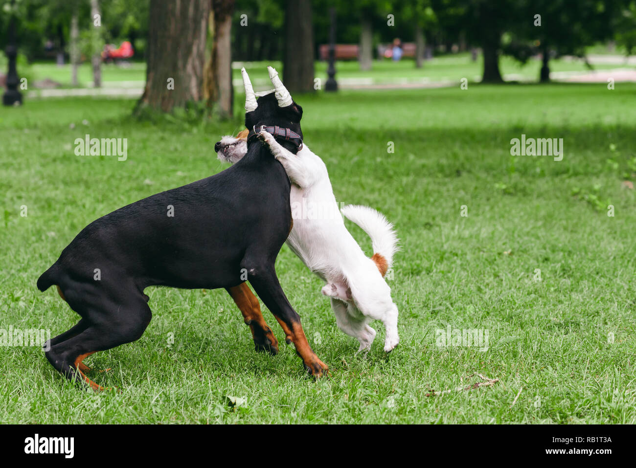 Dobermann con orecchie bendato giocando con il piccolo cane in posizione di parcheggio Foto Stock