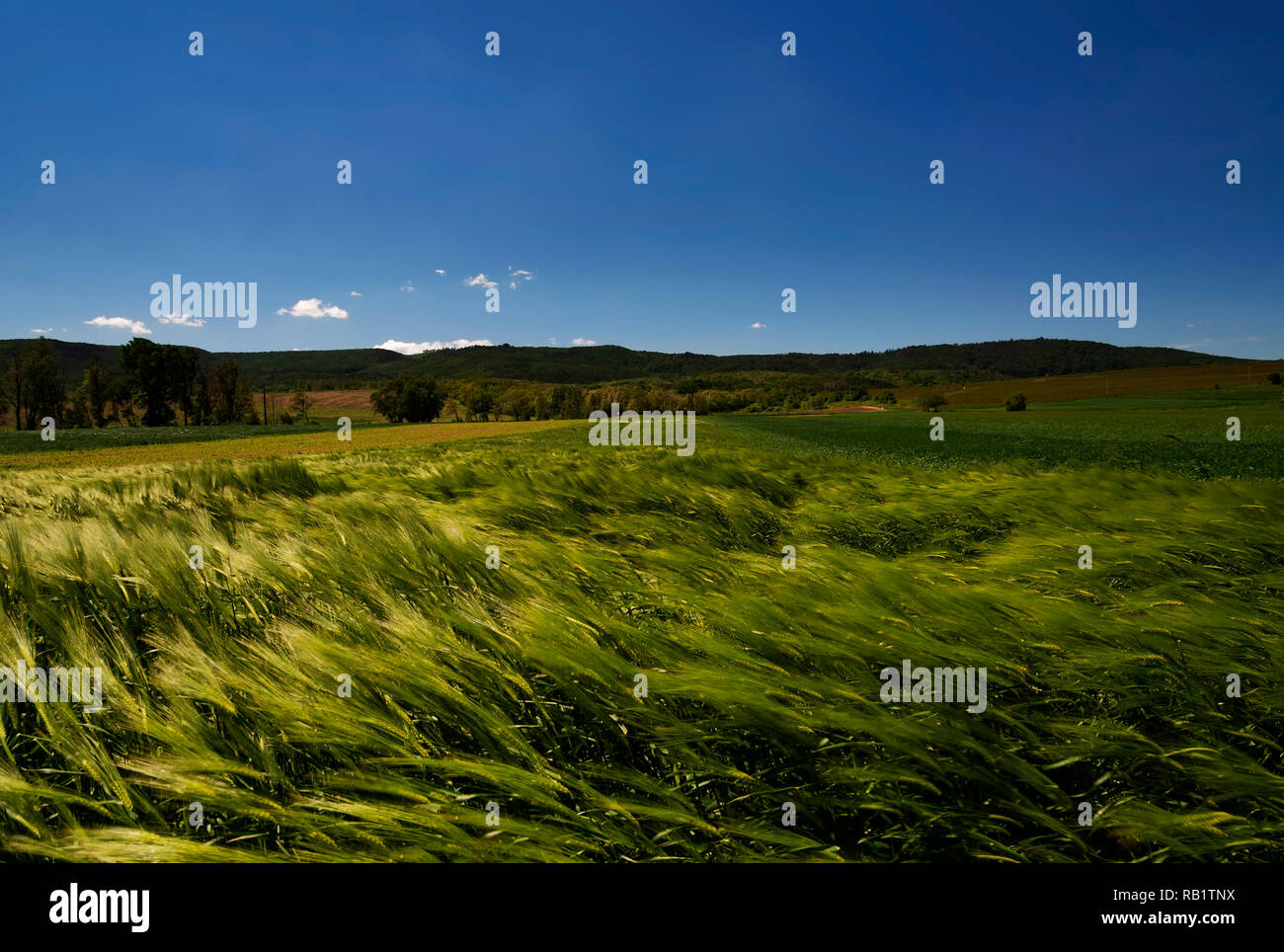 Campo di cereali in un vento burrascoso Foto Stock