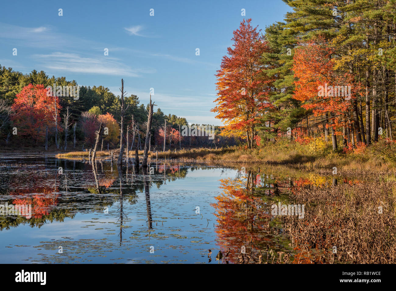 Beaver pond in betulla Hill Wildlife Management Area, Royalston, MA Foto Stock