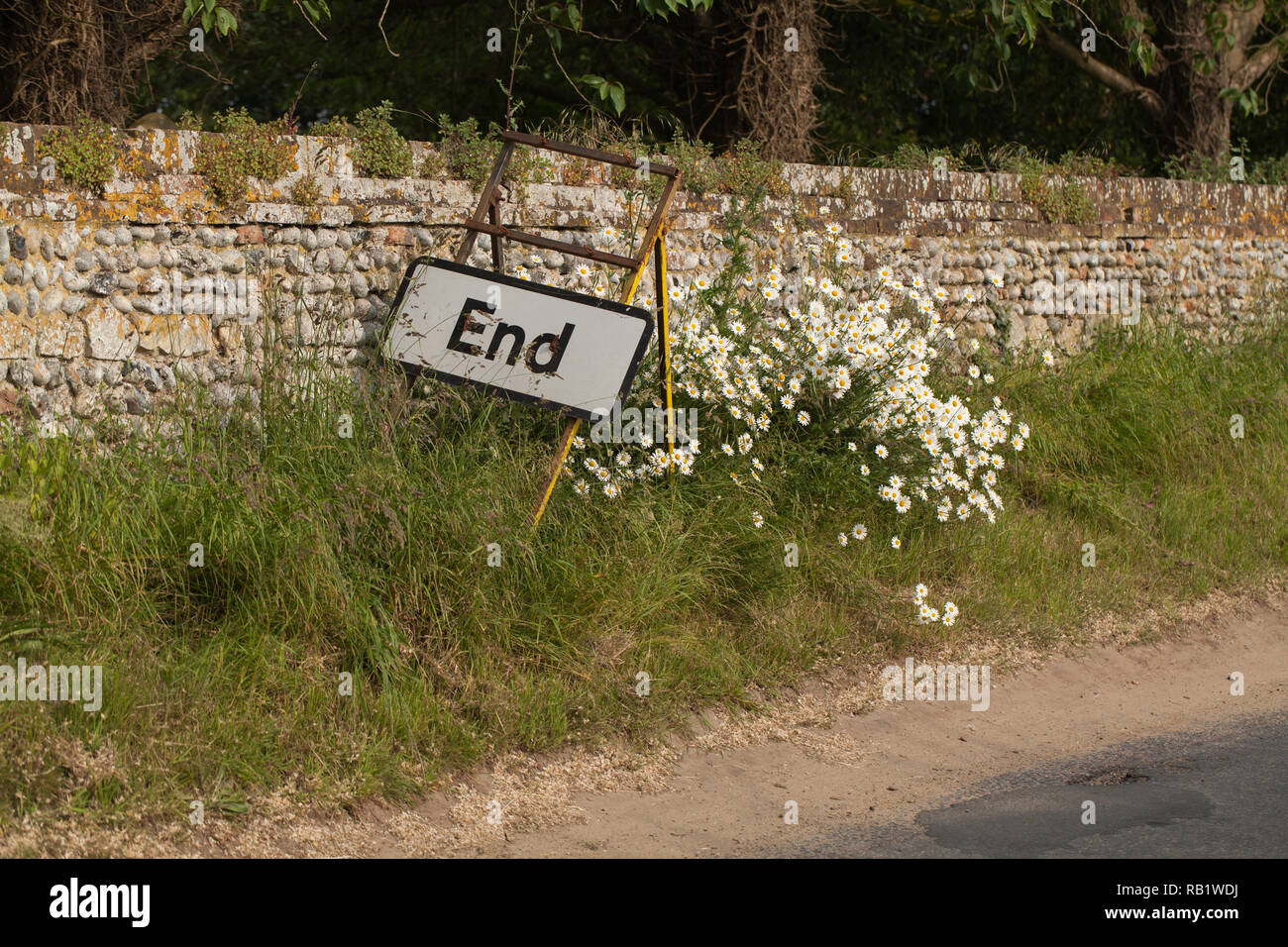 'Fine', cartello stradale, posto tra una strada rurale banca di occhio di bue margherite (Leucanthemum vulgare), con una pietra focaia parete dello sfondo. Ingham, Norfolk. East Anglia. In Inghilterra. Il Regno Unito.​ Foto Stock