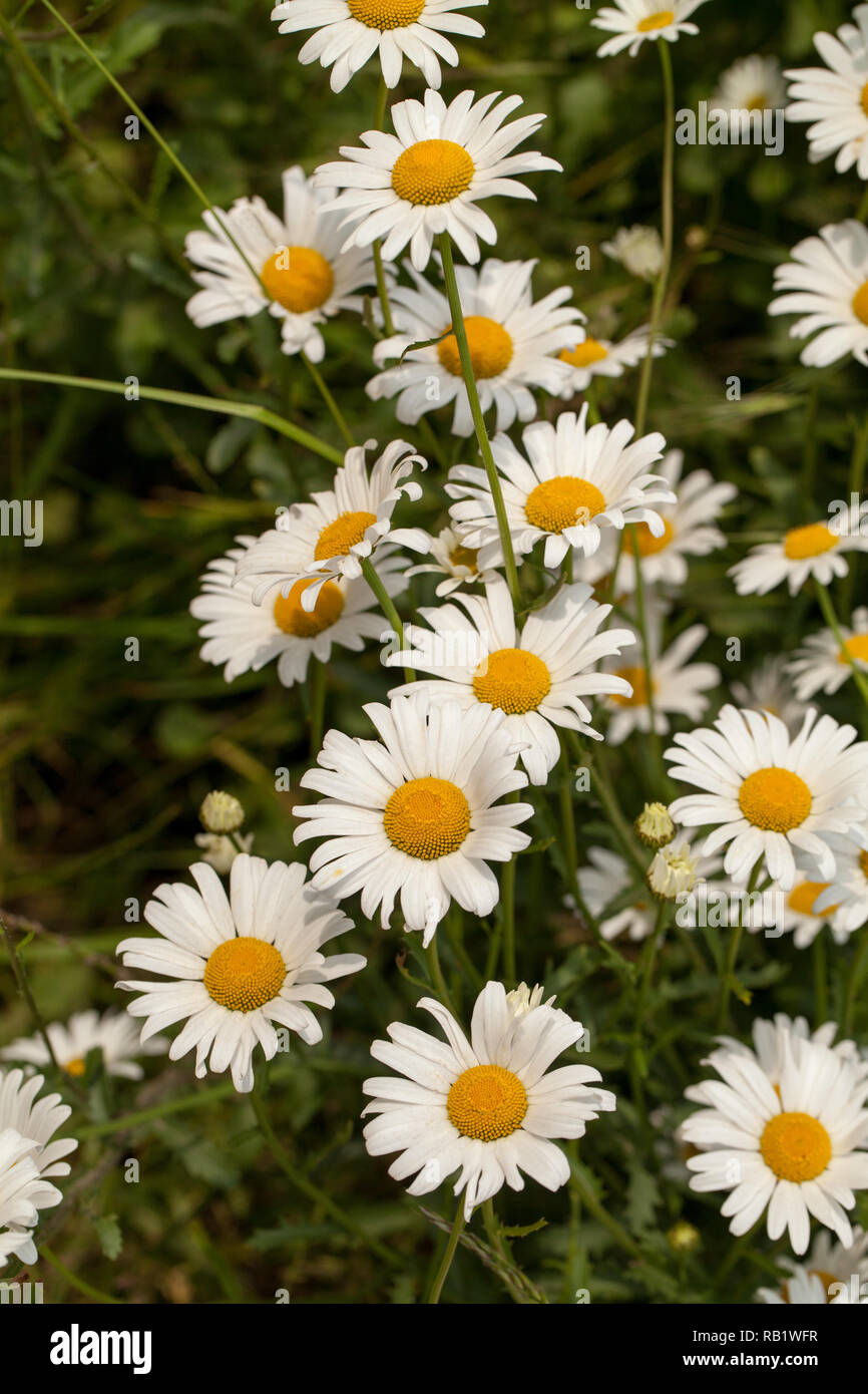 Una strada rurale banca di occhio di bue margherite (Leucanthemum vulgare). Close​ fino. L'estate. Norfolk, East Anglia. Foto Stock