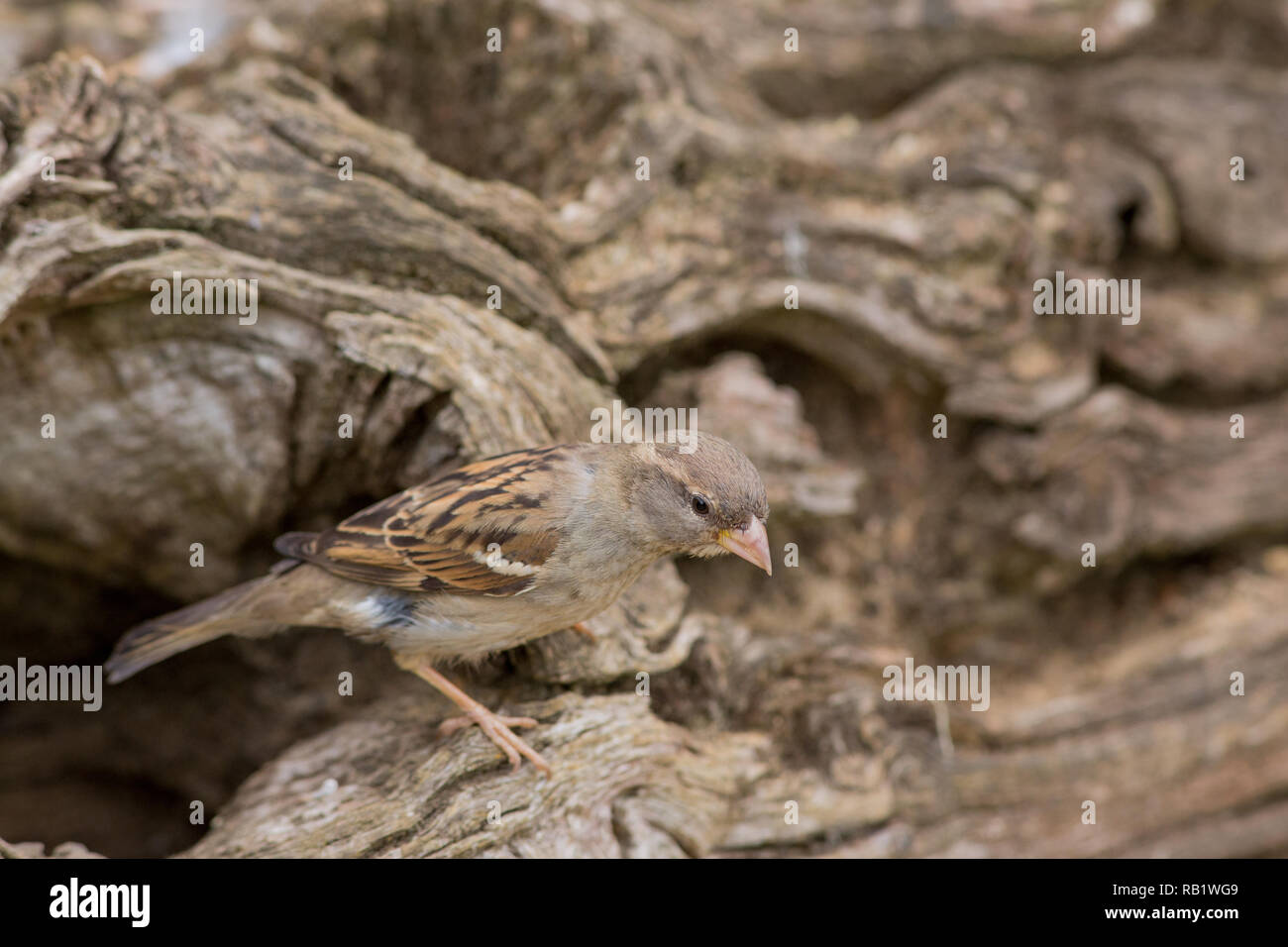 Casa Passero (Passer domesticus). Hen, o femmina. Emergente dal foro albero.​ Foto Stock