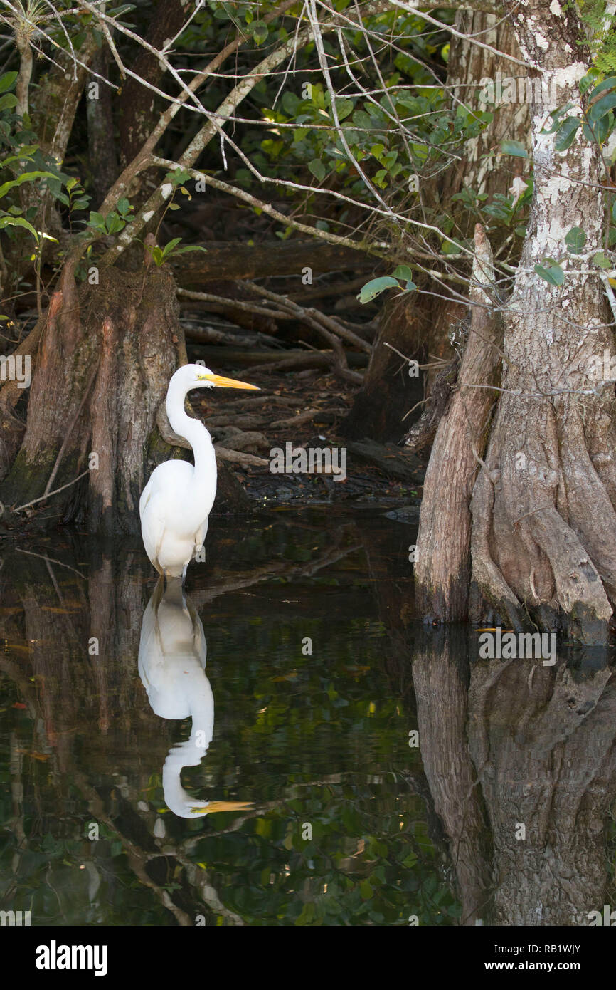 Airone bianco maggiore (Ardea alba), Big Cypress National Preserve, Florida Foto Stock
