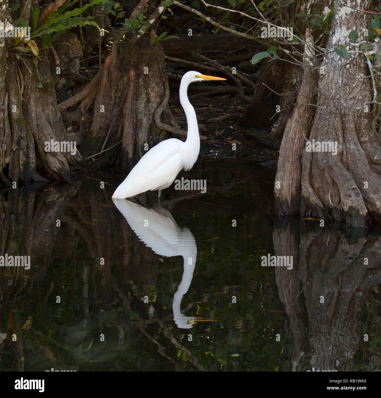 Airone bianco maggiore (Ardea alba), Big Cypress National Preserve, Florida Foto Stock