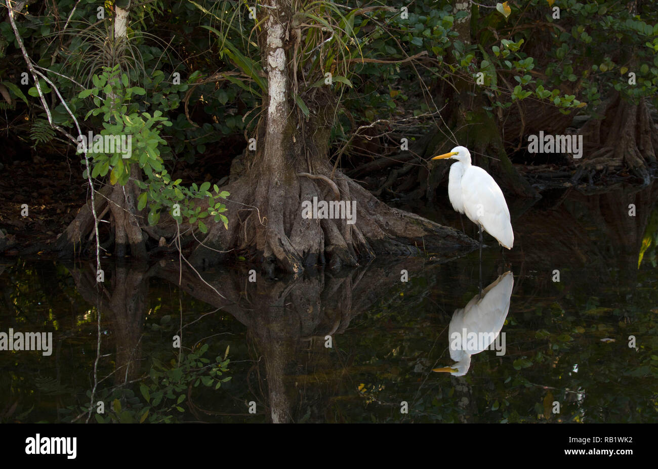 Airone bianco maggiore (Ardea alba), Big Cypress National Preserve, Florida Foto Stock