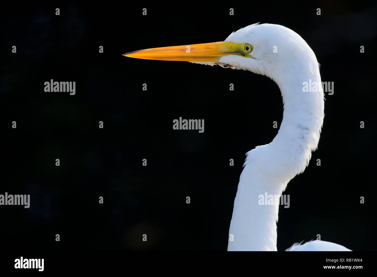 Airone bianco maggiore (Ardea alba), Big Cypress National Preserve, Florida Foto Stock