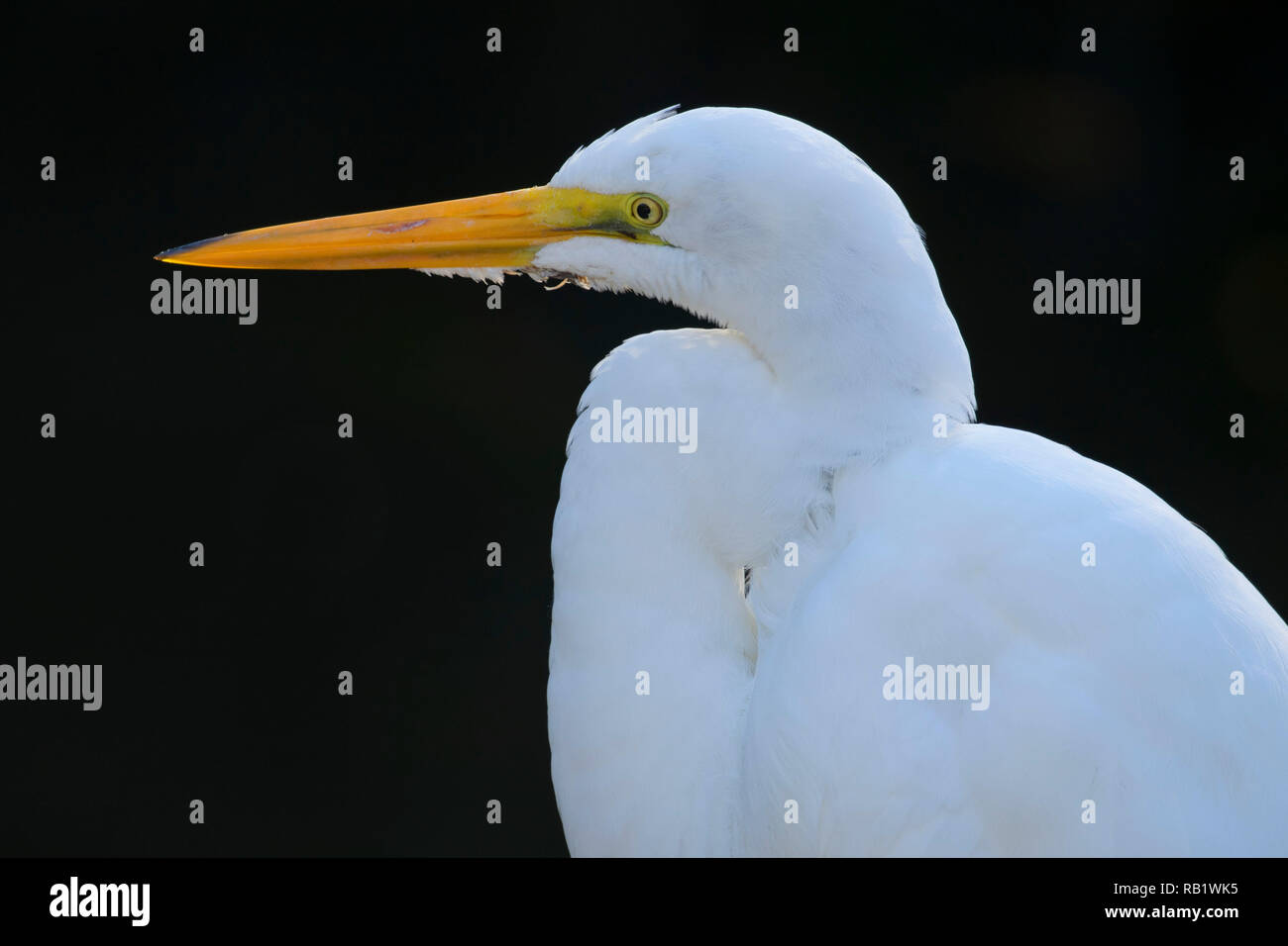 Airone bianco maggiore (Ardea alba), Big Cypress National Preserve, Florida Foto Stock