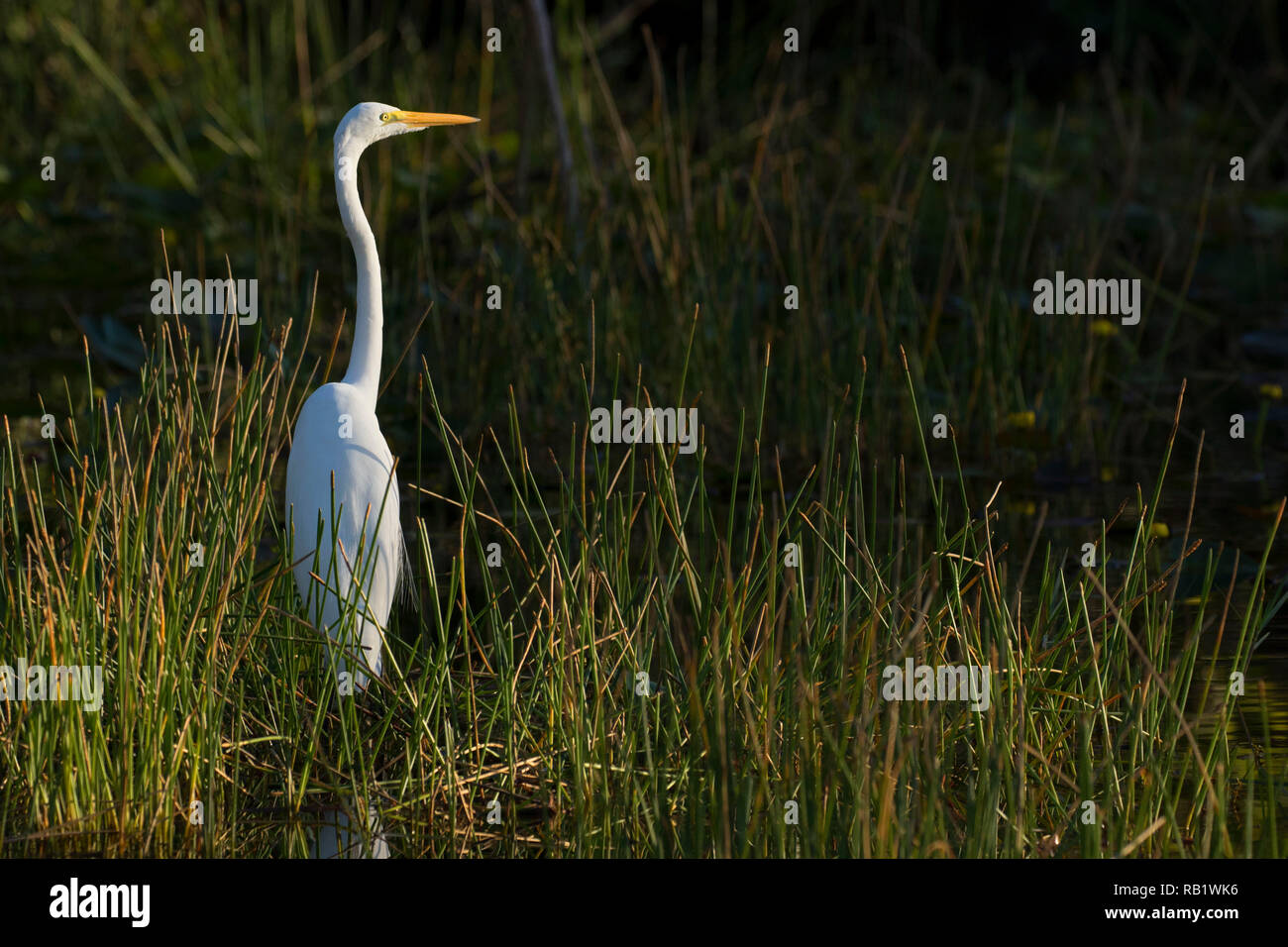 Airone bianco maggiore (Ardea alba), Big Cypress National Preserve, Florida Foto Stock