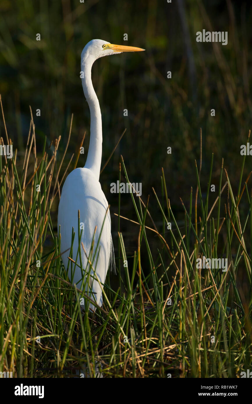 Airone bianco maggiore (Ardea alba), Big Cypress National Preserve, Florida Foto Stock