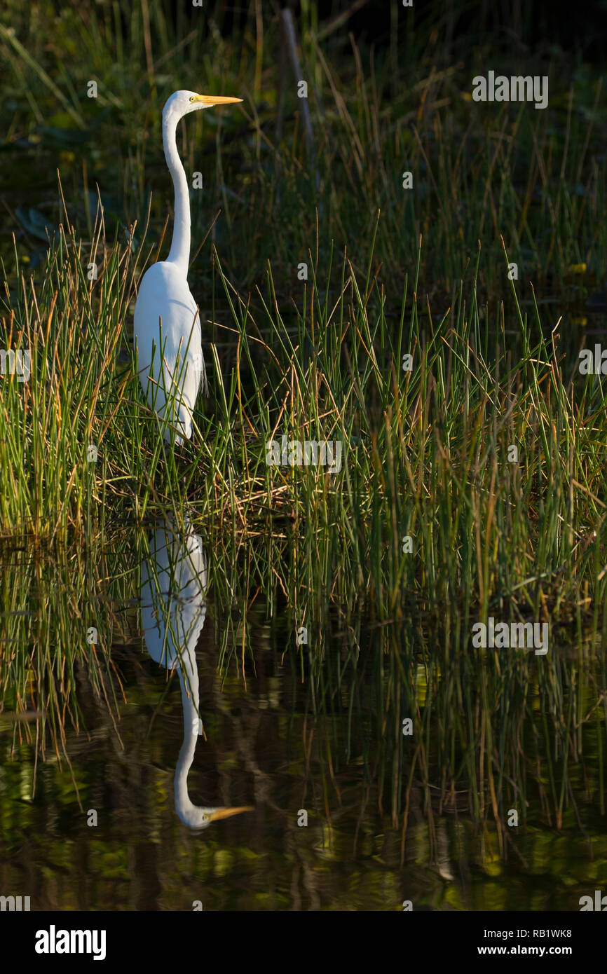 Airone bianco maggiore (Ardea alba), Big Cypress National Preserve, Florida Foto Stock