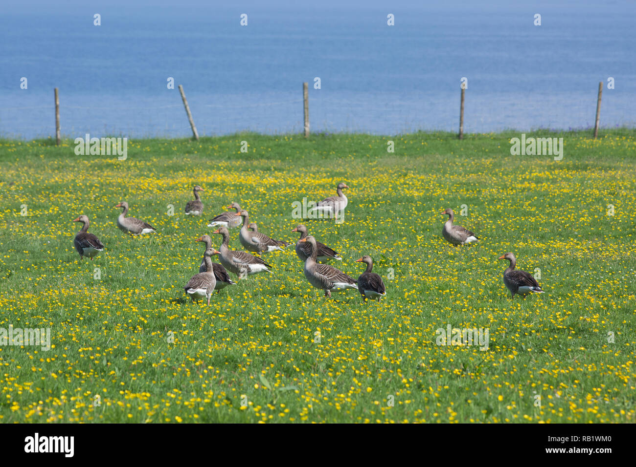 Western Graylag oche (Anser anser). Parte del residente wild popolazione di riproduzione. Qui a​ gregge di guasto o nessuno di uccelli nidificanti, Giugno. In un pascolo, compresi renoncules (Ranunculus repens). Mull. Foto Stock