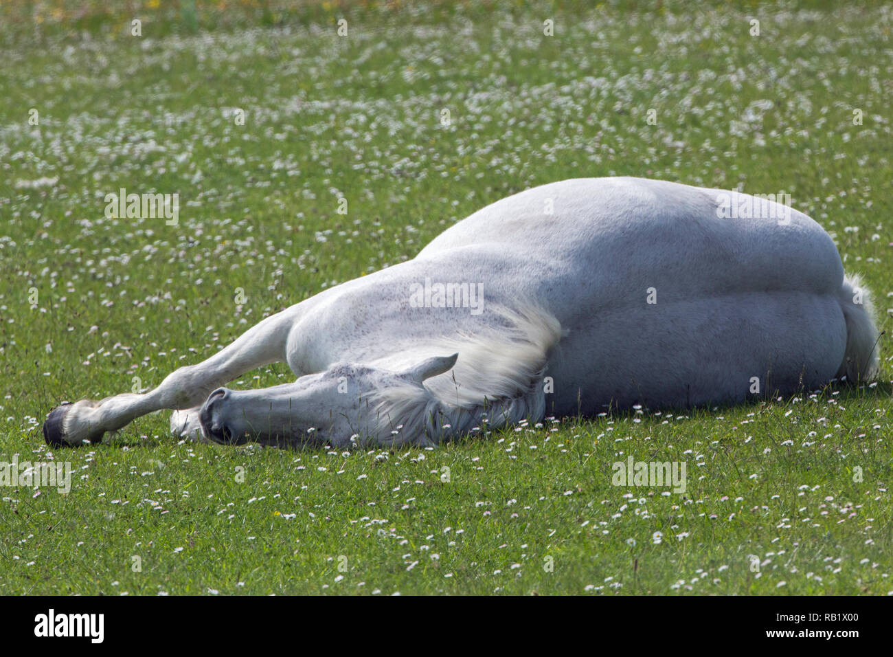 Cavallo (Equus caballus). Il riposo, sdraiato, nel sorprendente calore di un one-off​ caldo giorno d'estate. Isola di Iona, Ebridi Interne, costa ovest della Scozia. Il Regno Unito. Giugno.​ Foto Stock