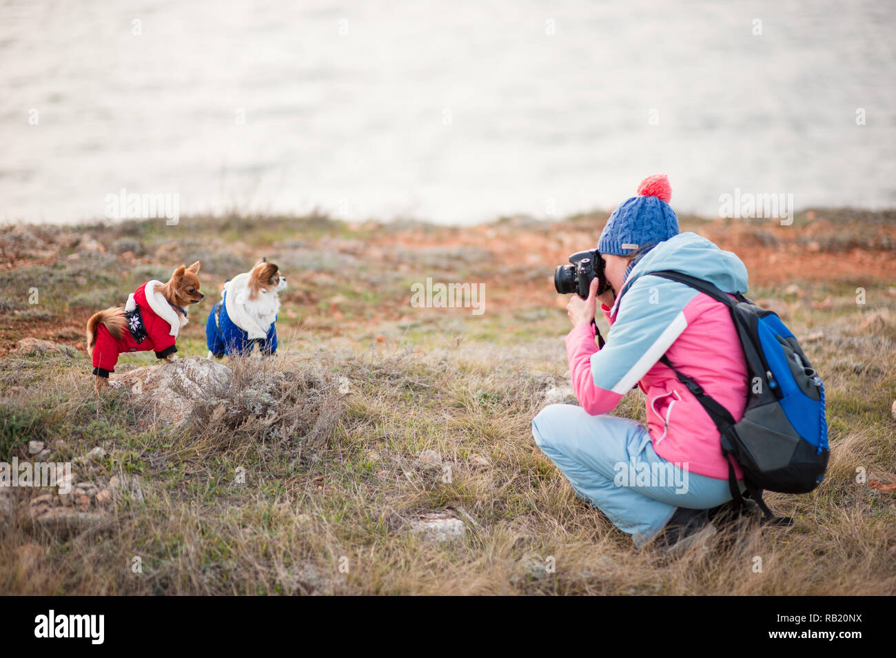 Giovane donna attiva nel cappello di lana e via tuta e zaino per scattare foto di due piccoli chihuahua cani utilizzando la fotocamera all'aperto in condizioni di clima freddo inverno stagione primavera Foto Stock