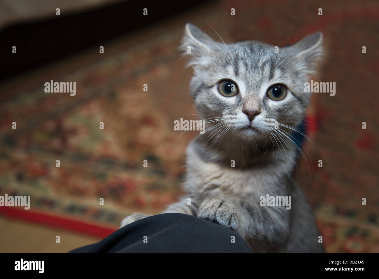 Spaventata gattino grigio Foto Stock