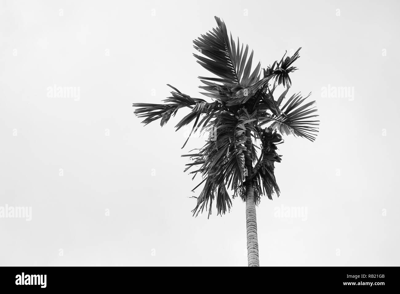 Alberi di palma con in bianco e nero, vista dal basso Foto Stock
