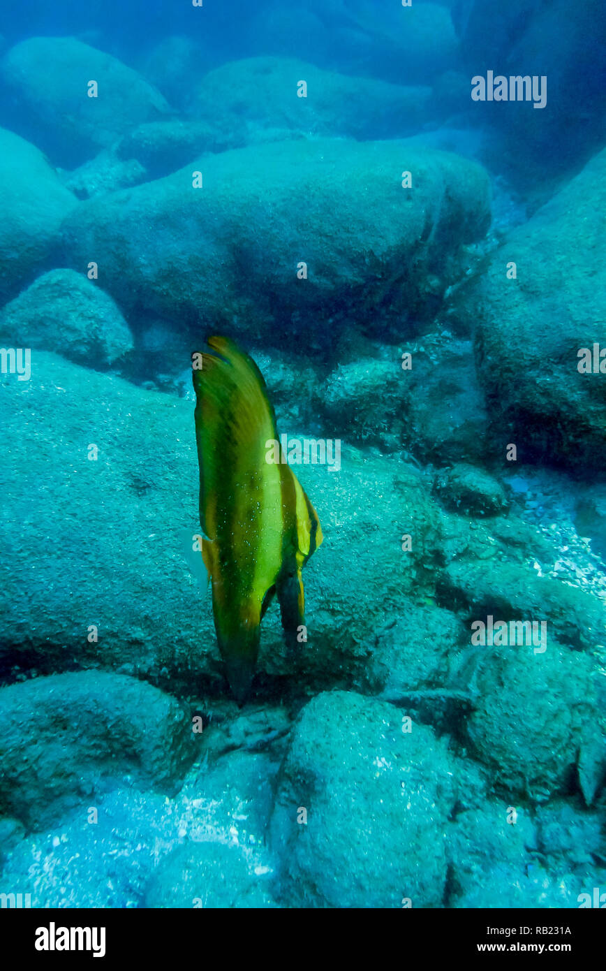 Batfish nuoto sulle rocce in Kho Khut Thailandia Foto Stock