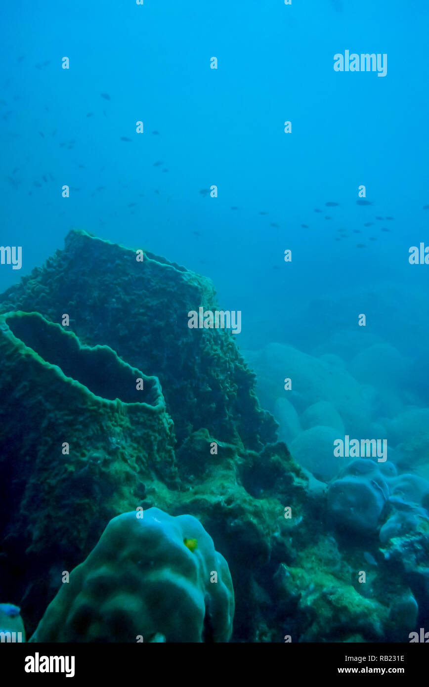 Spugna di canna su una scogliera Foto Stock