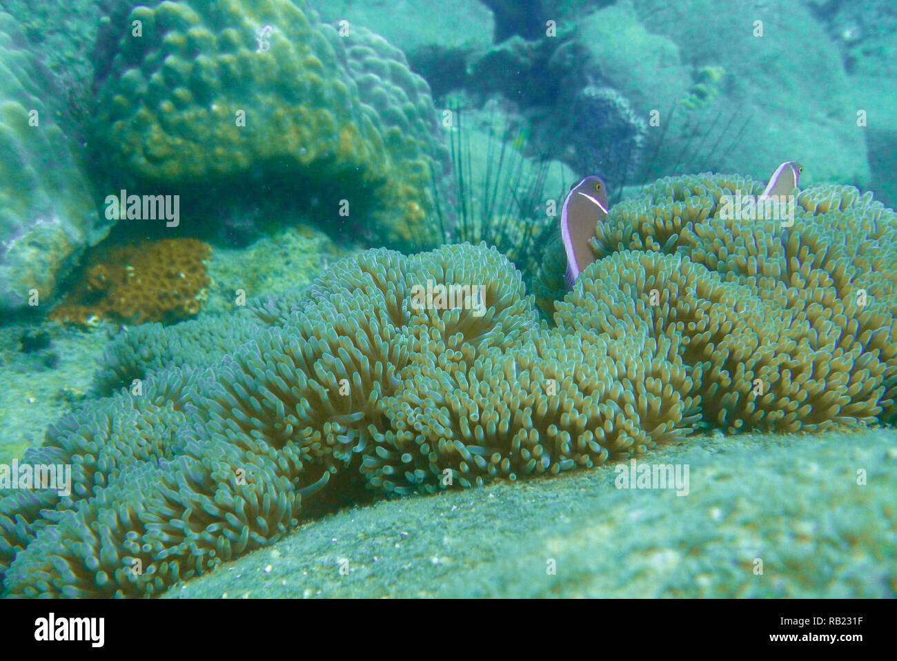 Rosa di pesce di anemone Foto Stock