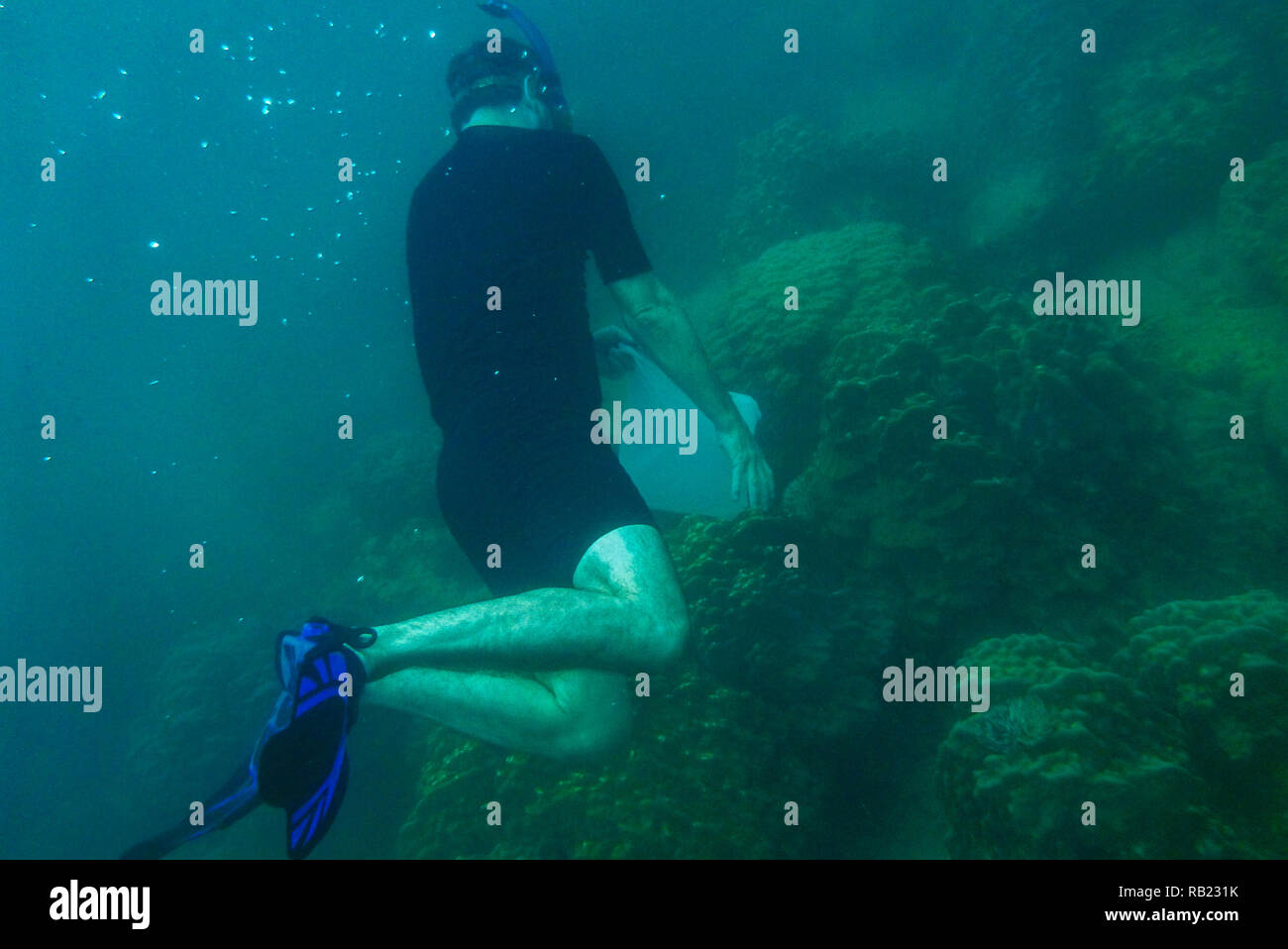 Raccolta snorkeler sacchetto di plastica dal reef Foto Stock