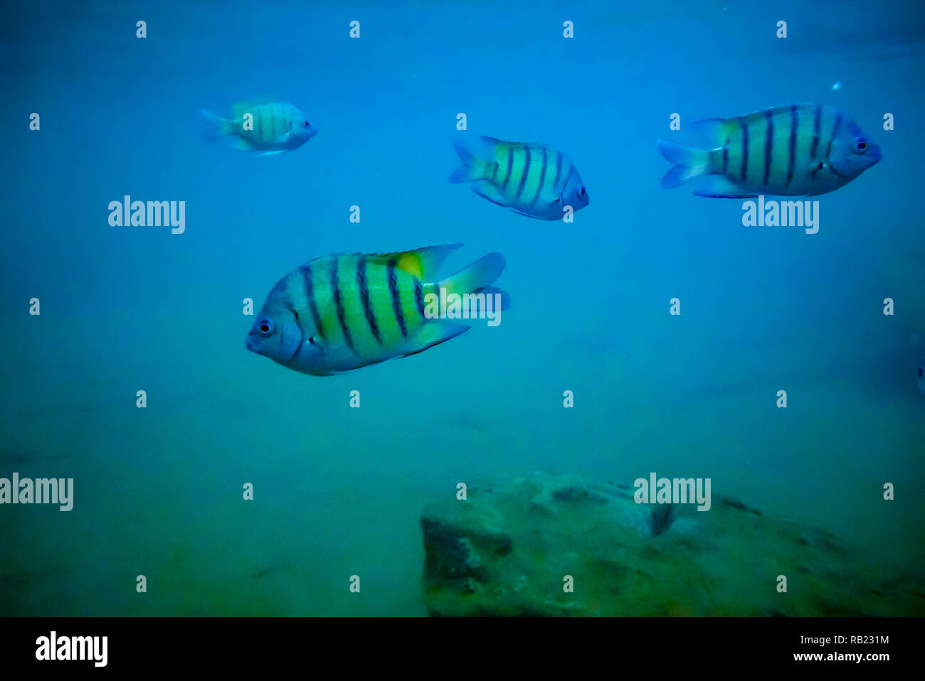 Sergente maggiore pescare nelle acque tropicali del golfo di Thailandia Foto Stock