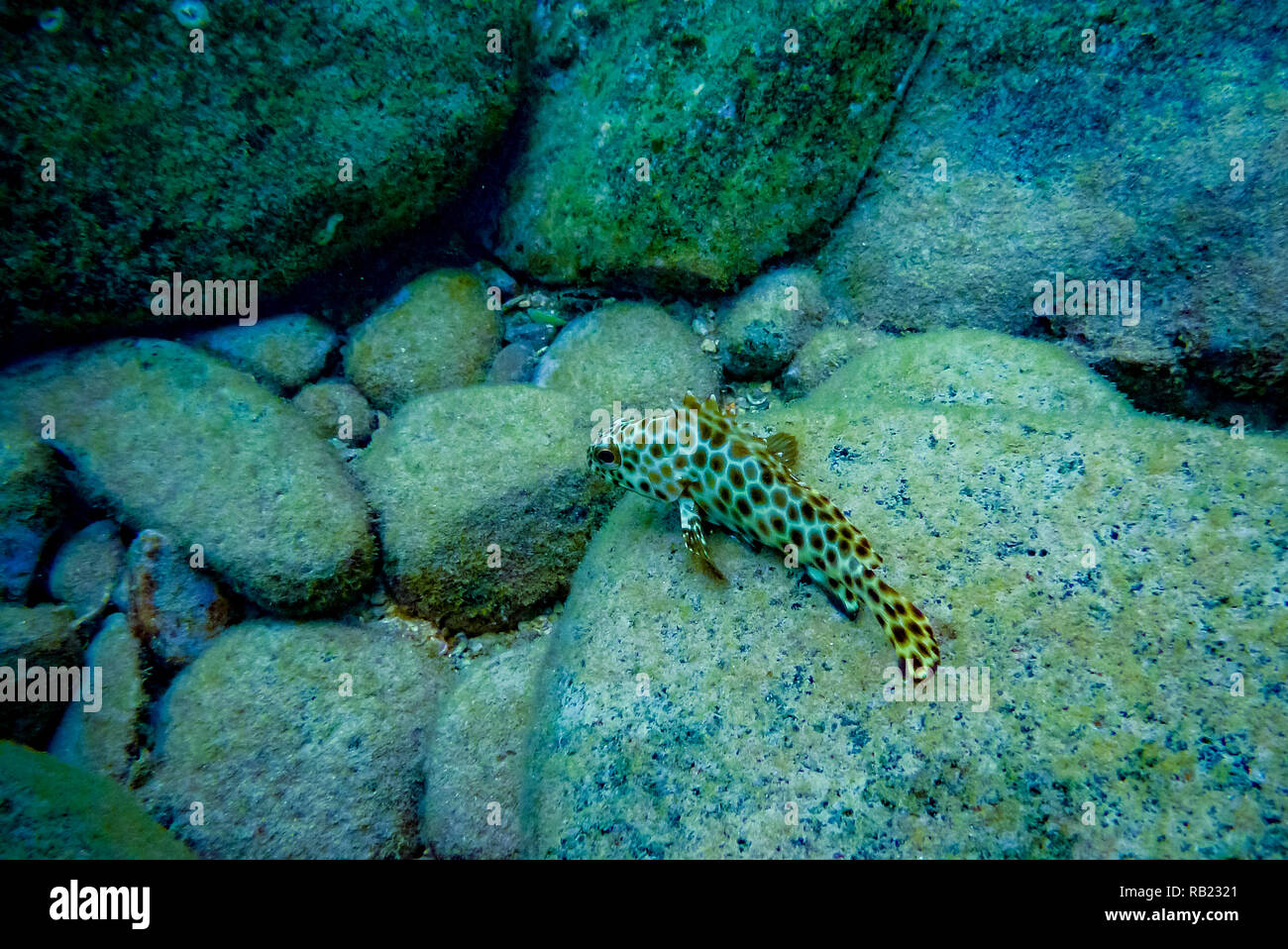 Pesce con leopard spots in appoggio sulle rocce Foto Stock