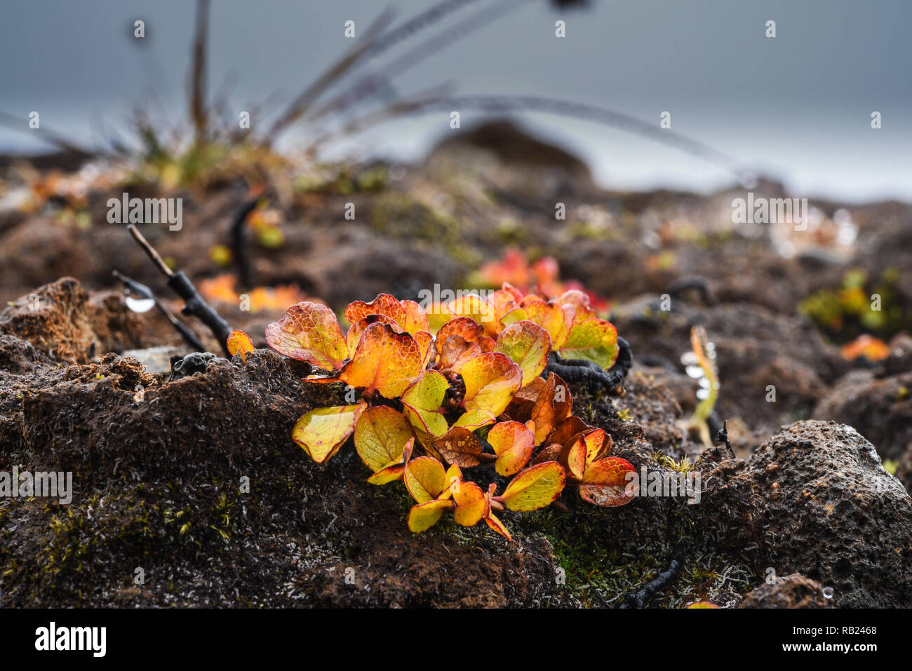 salice arancione brillante polare in paesaggio artico Foto Stock
