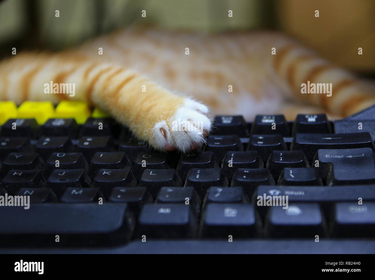 Kitten paw sulla tastiera del computer. cat concetto orange business nell uso della tecnologia Foto Stock