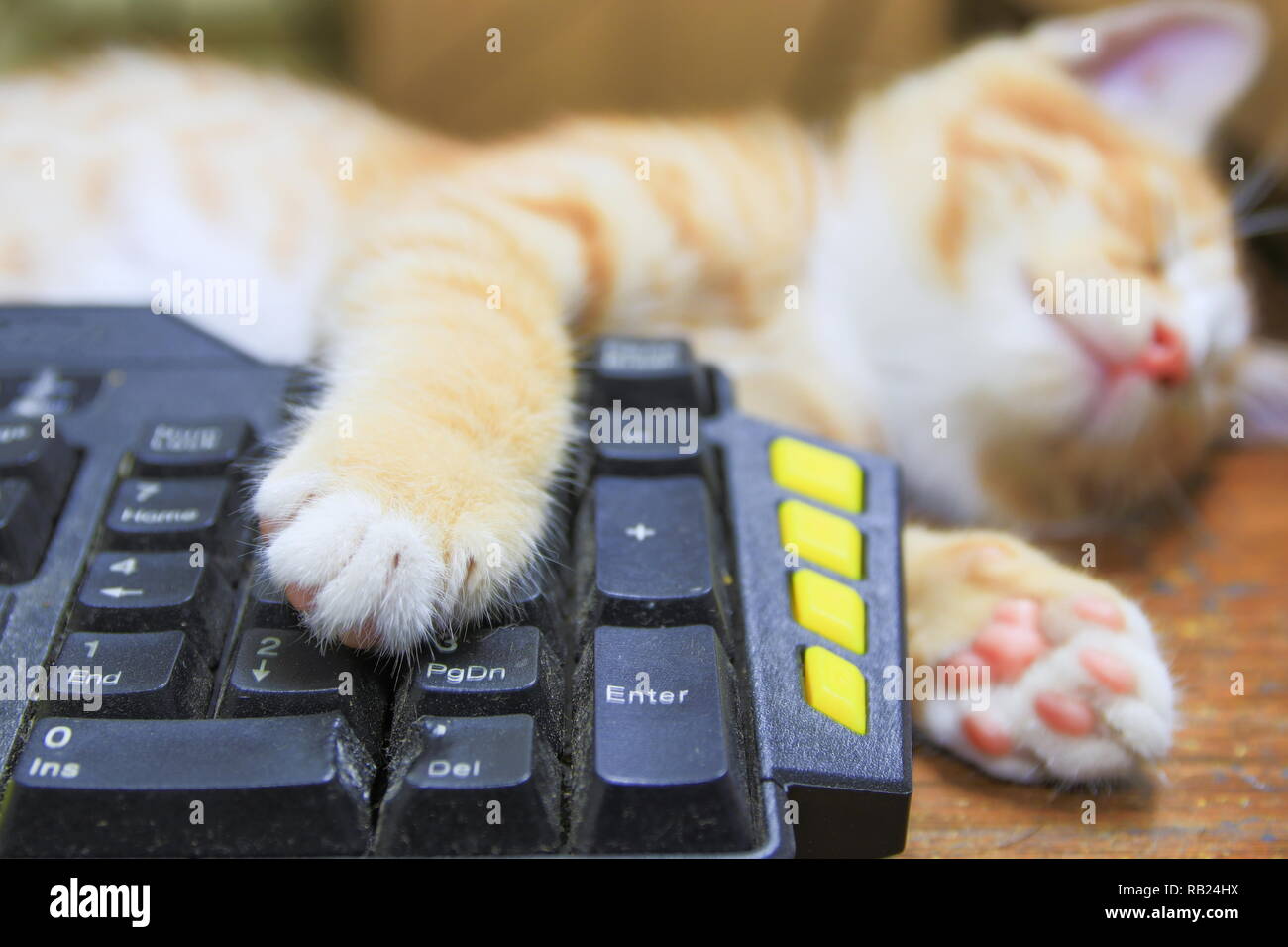 Gattino arancione di dormire sulla tastiera uso della tecnologia computer. concetto business Foto Stock
