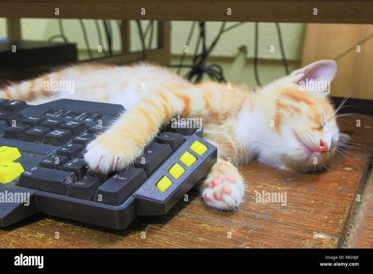 Gattino arancione di dormire sulla tastiera uso della tecnologia computer. concetto business Foto Stock