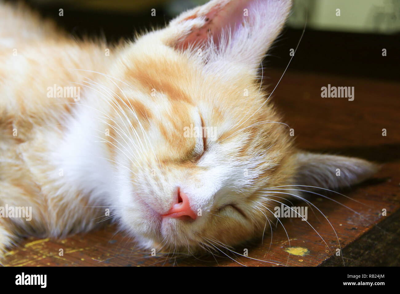 Close up cat naso, gattino arancione rilassati dormendo Foto Stock