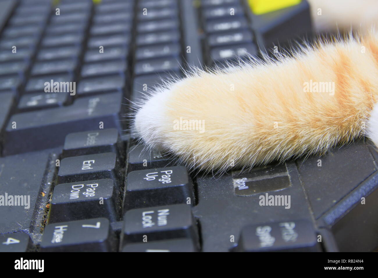 Kitten paw sulla tastiera del computer. cat concetto orange business nell uso della tecnologia Foto Stock