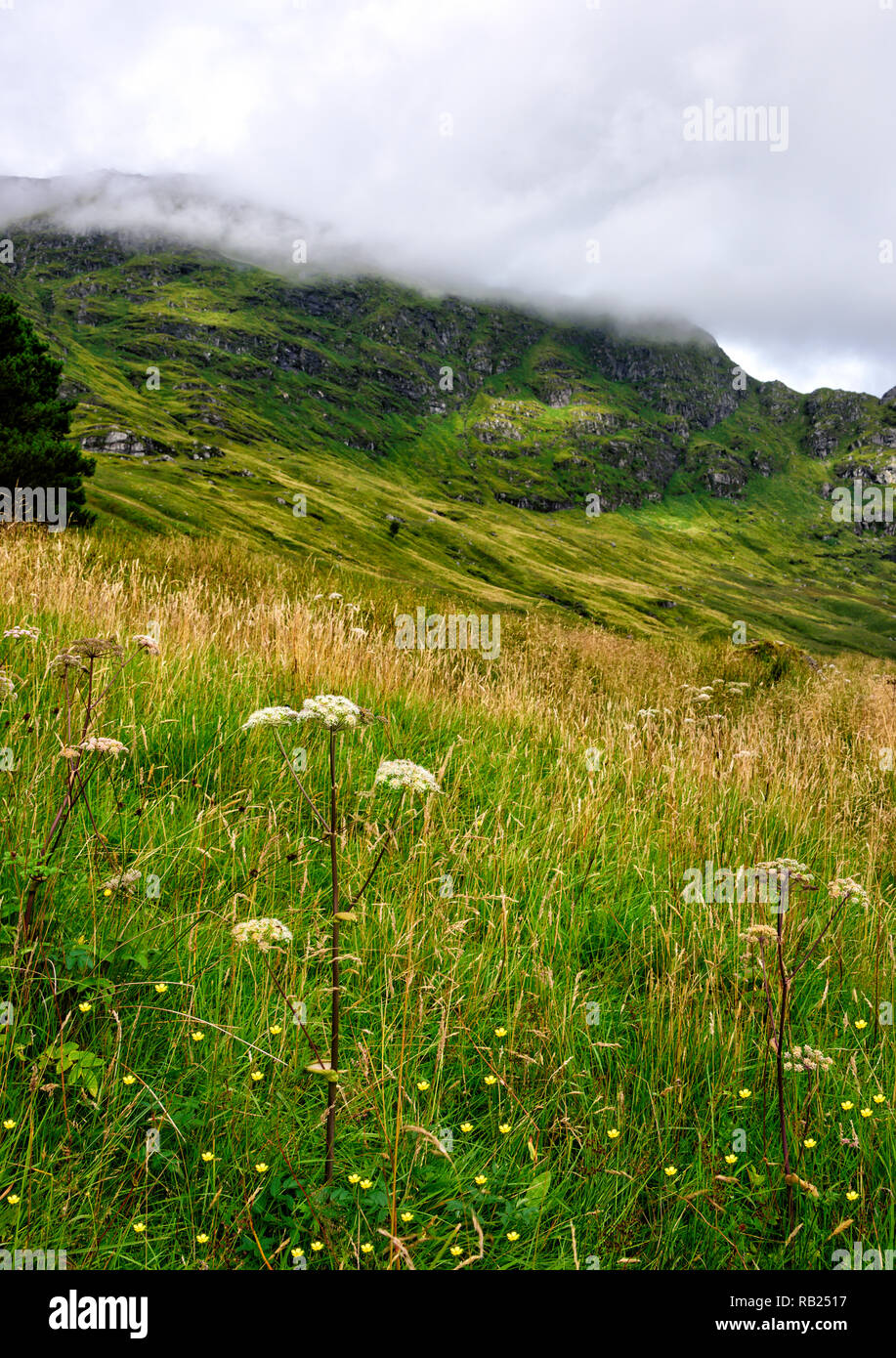 La laminazione di nebbia nelle Highlands della Scozia a Argyll Forest Park. Foto Stock