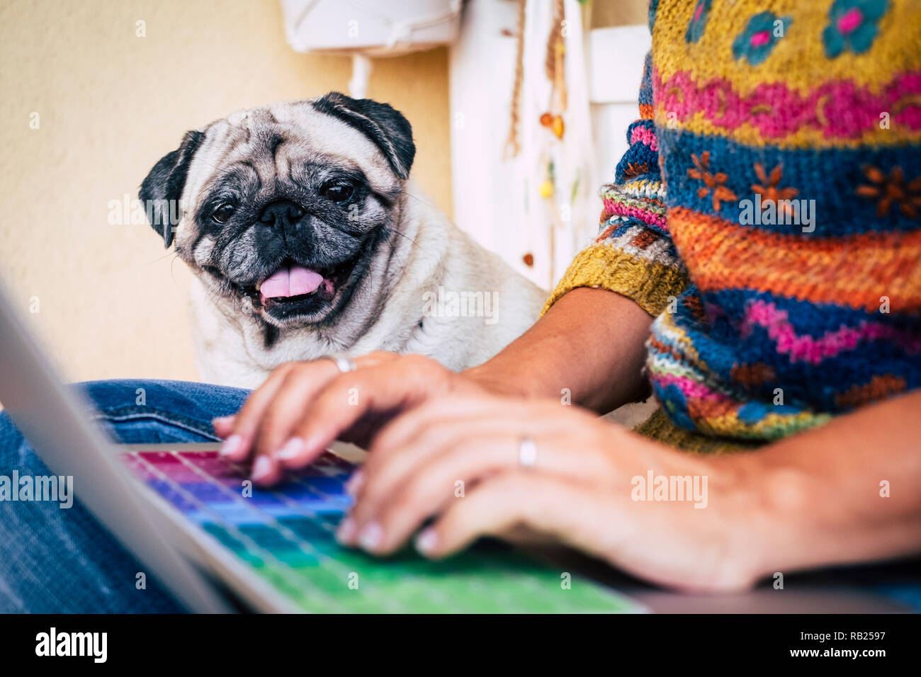 Signora caucasica lavorano a casa con il computer portatile di battitura e scrittura mentre il suo migliore amico un allegro divertente cane pug controllare e guardare le sue mani e il suo lavoro - h Foto Stock
