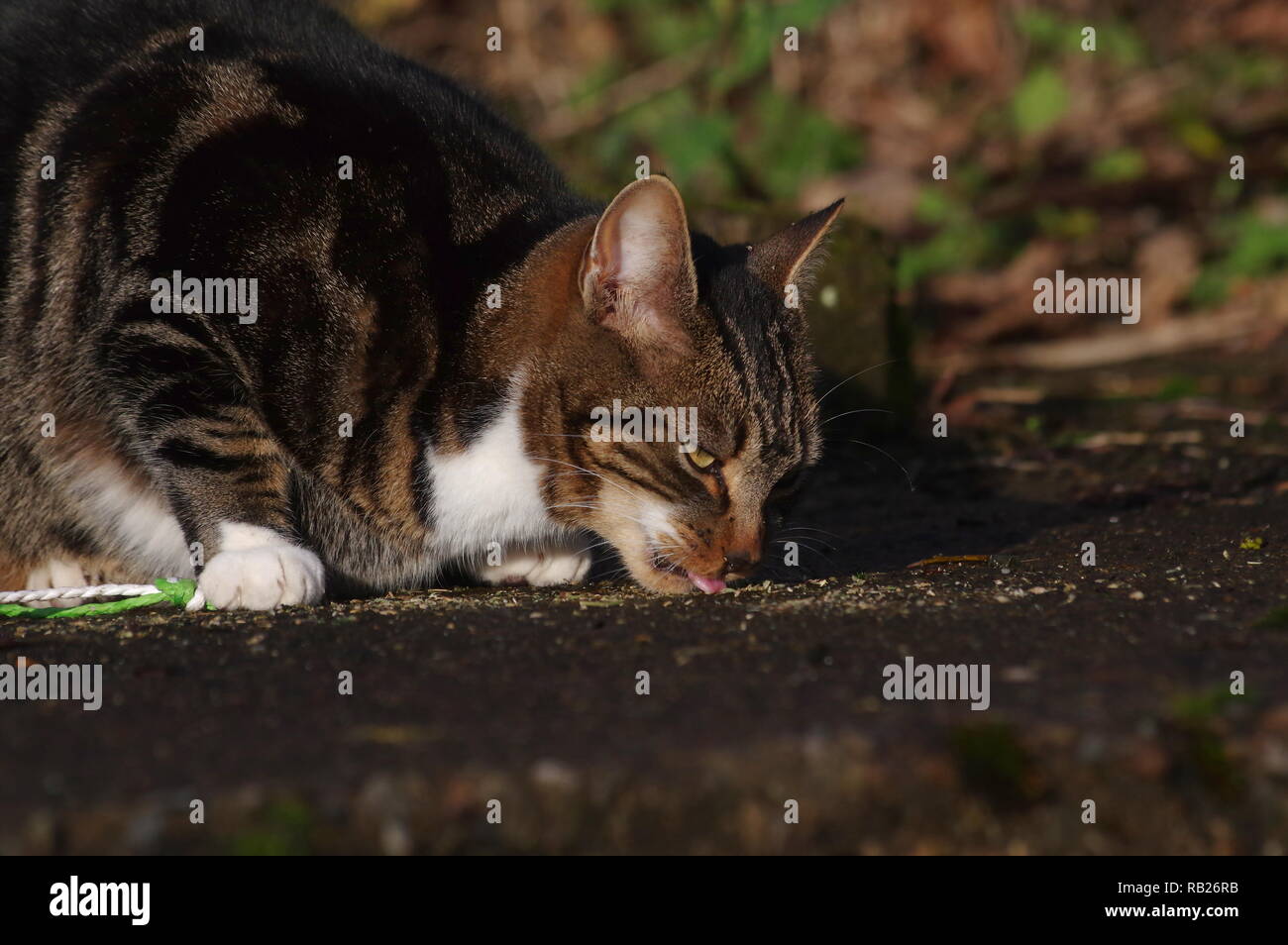 Tabby cat mangiare erba gatta Foto Stock