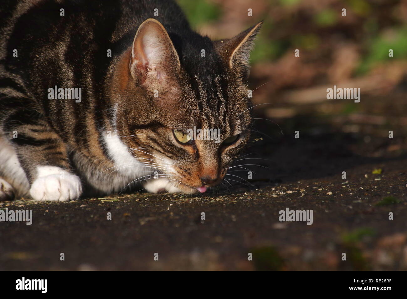 Tabby cat mangiare erba gatta Foto Stock