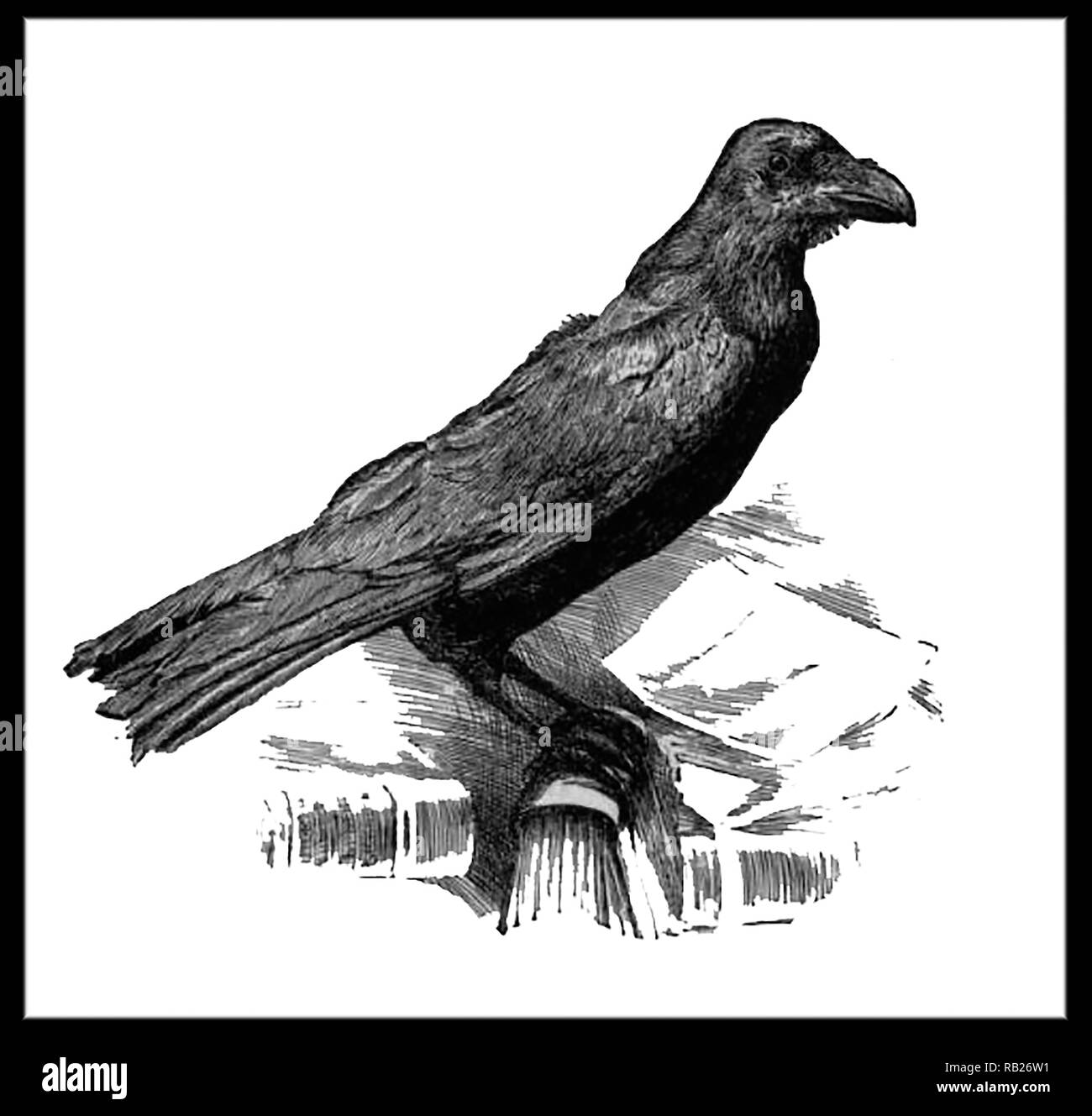 Un xix secolo ritratto del pet raven di Charles Dickens (Charles John Huffam Dickens) lo scrittore inglese e critico sociale It;s nome era "Grip" Foto Stock
