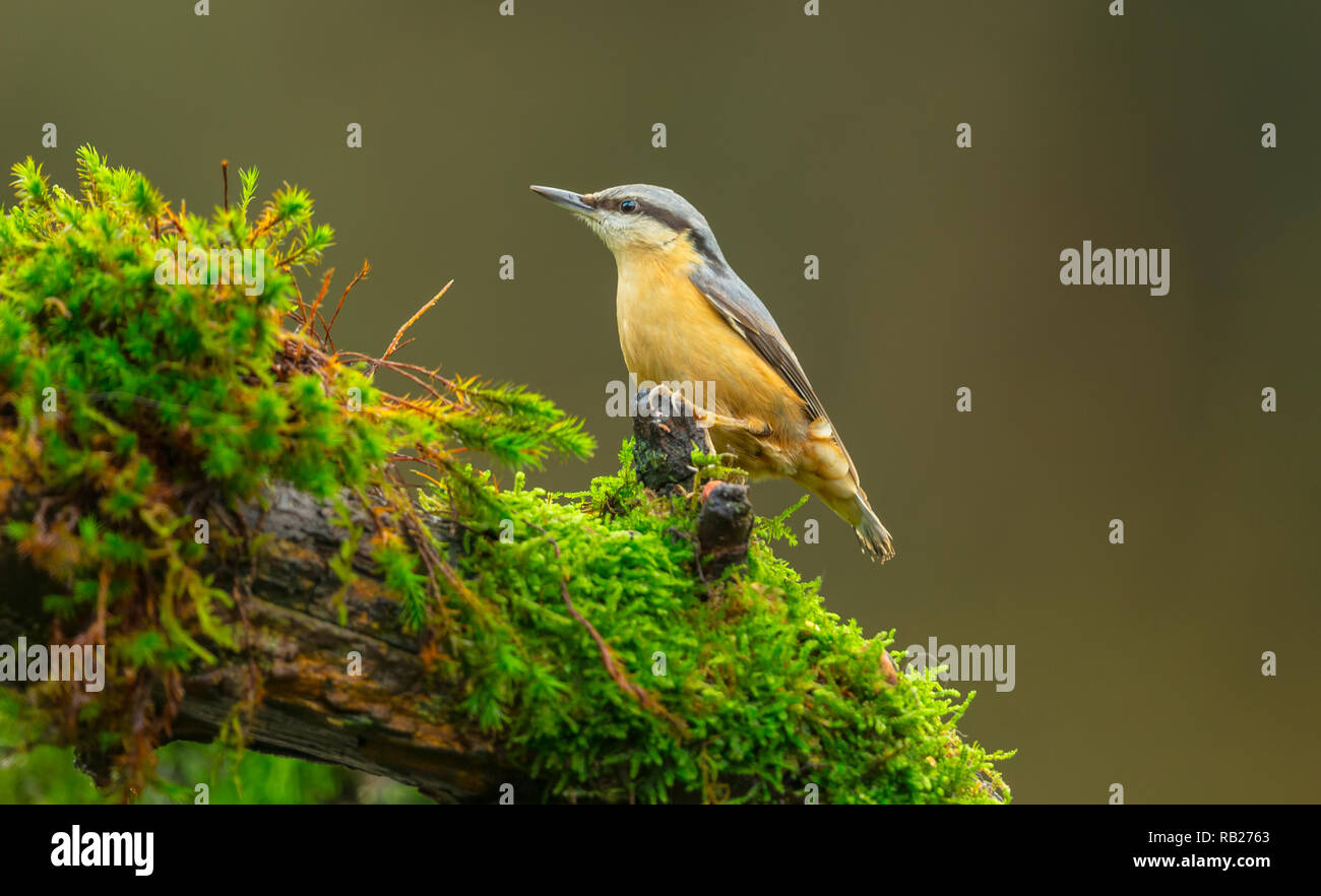 Picchio muratore (Sitta) nel bosco naturale habitat, rivolto a sinistra e arroccato su moss coperti log. Piccolo, colorato uccello. Dark, sfondo sfocato. Foto Stock