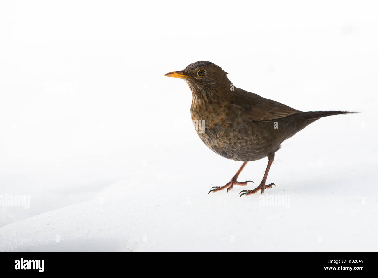 Merlo femmina [ Turdus merula ] sulla neve Foto Stock