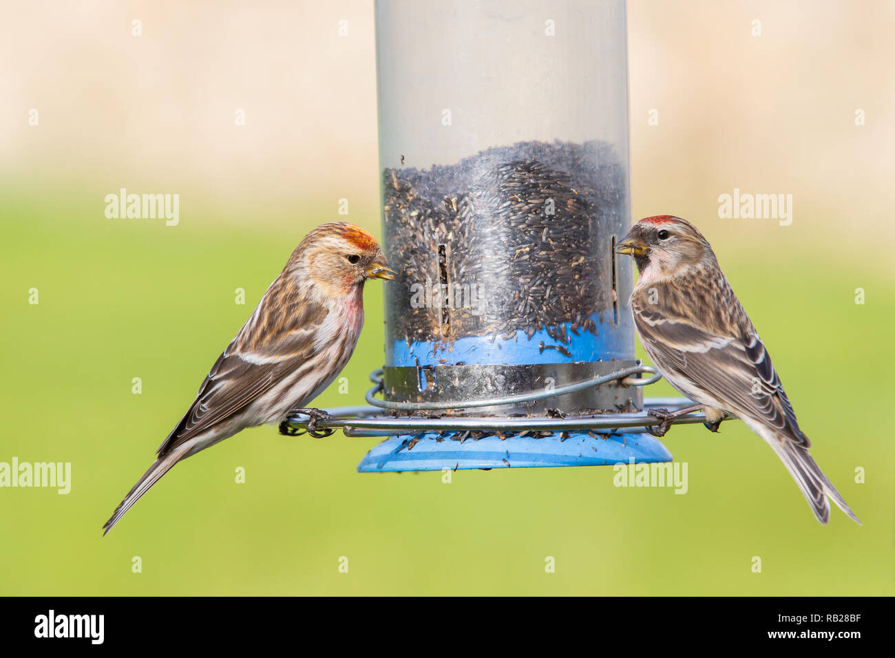 Maschio e femmina di Lesser Redpoll [ Acanthis cabaret ] avanzamento sul niger alimentatore di sementi Foto Stock
