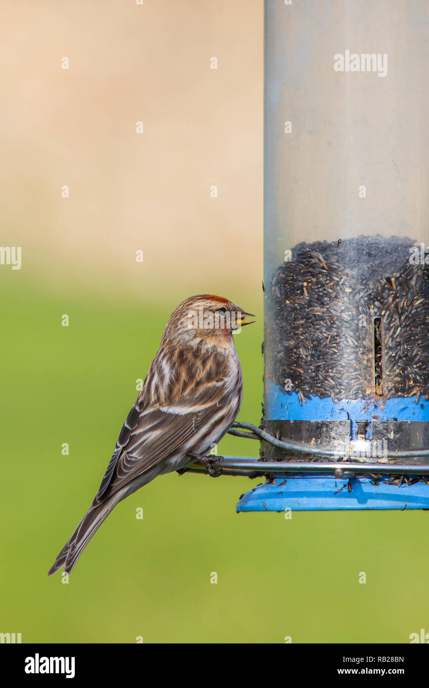 Lesser Redpoll [ Acanthis cabaret ] avanzamento sul niger alimentatore di sementi Foto Stock