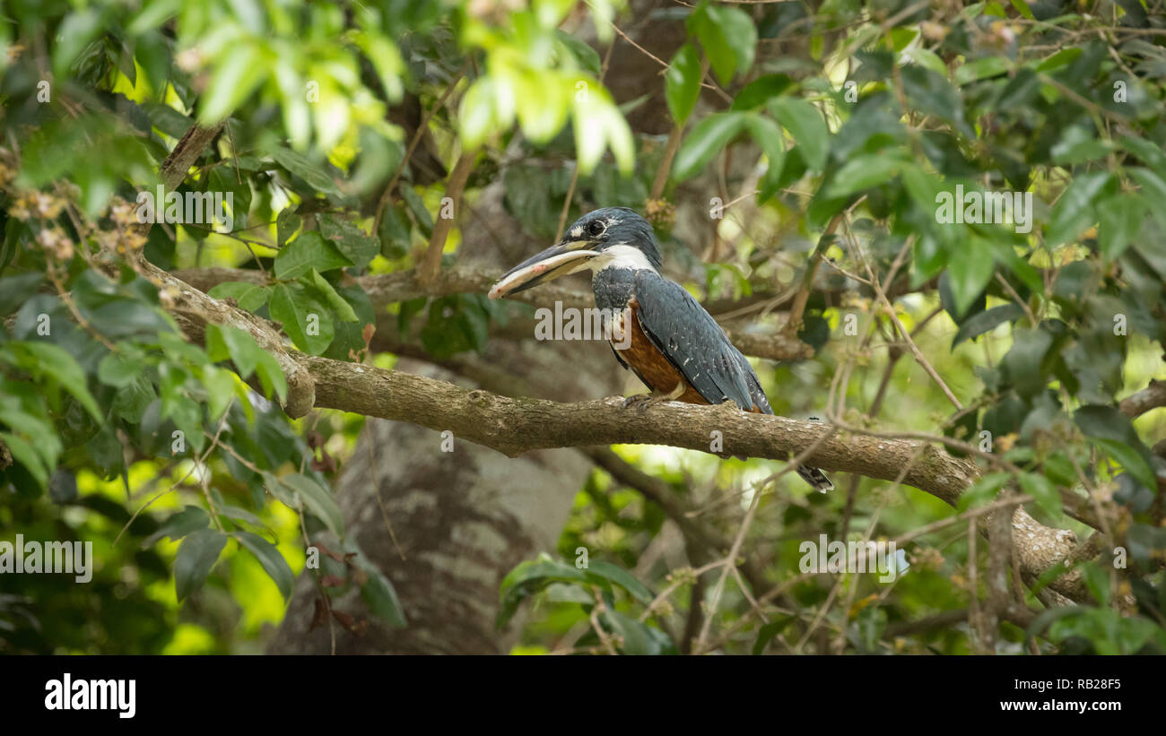 Di inanellare kingfisher a Porto Jofre Foto Stock