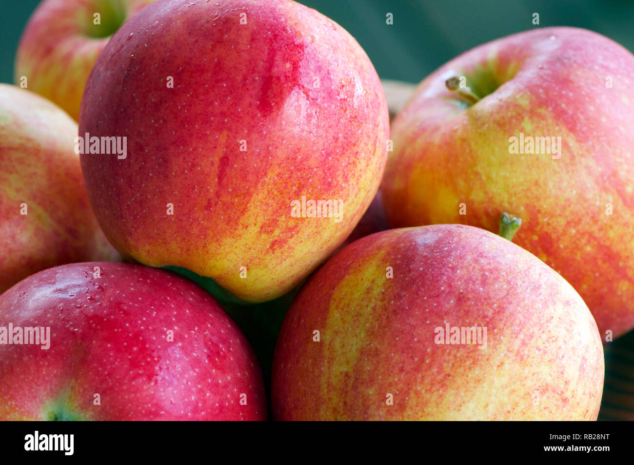 Primo piano della appena lavato per il rosso e il verde mele biologiche (Malus domestica " Gala ") Foto Stock