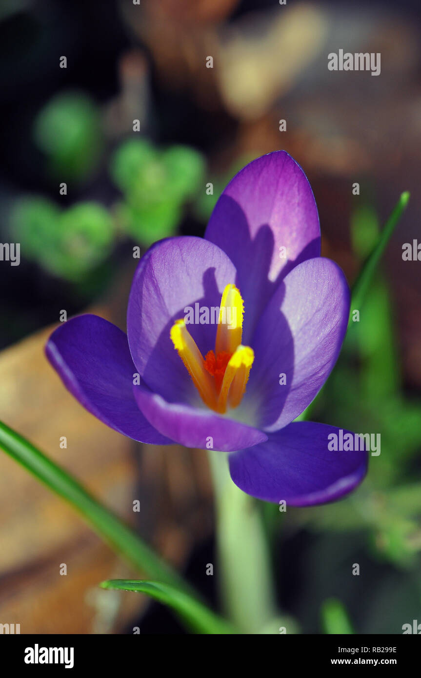 La molla Crocus, Giant Crocus, Frühlings-Krokus, kárpáti sáfrány, crocus vernus Foto Stock