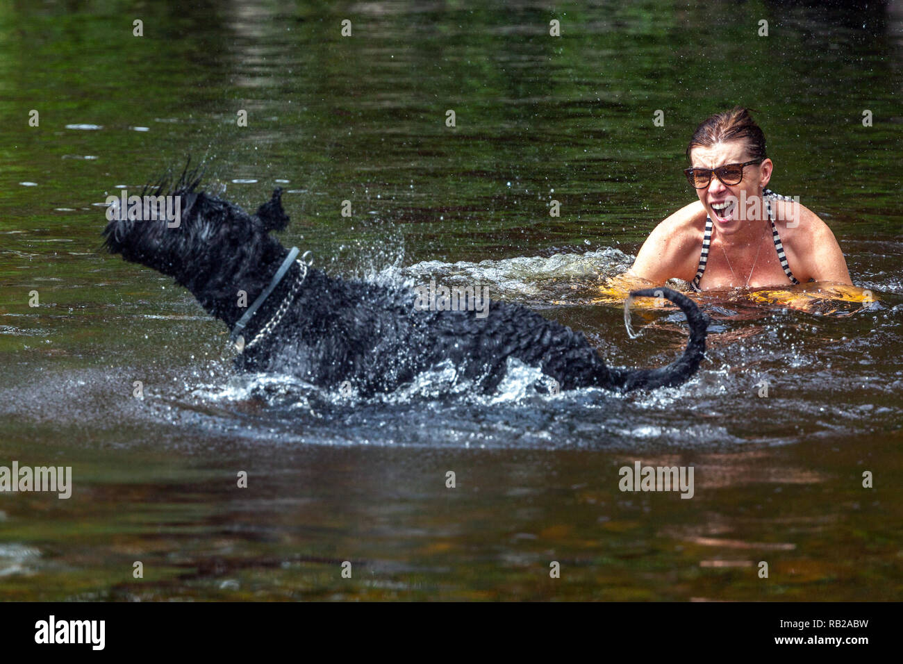 Gioco di cani, cane donna, Schnauzer, nuoto, Happy Black schnauzer, cane che si asciuga felice nell'acqua del fiume vacanze estive Repubblica Ceca cane che si asciuga Foto Stock