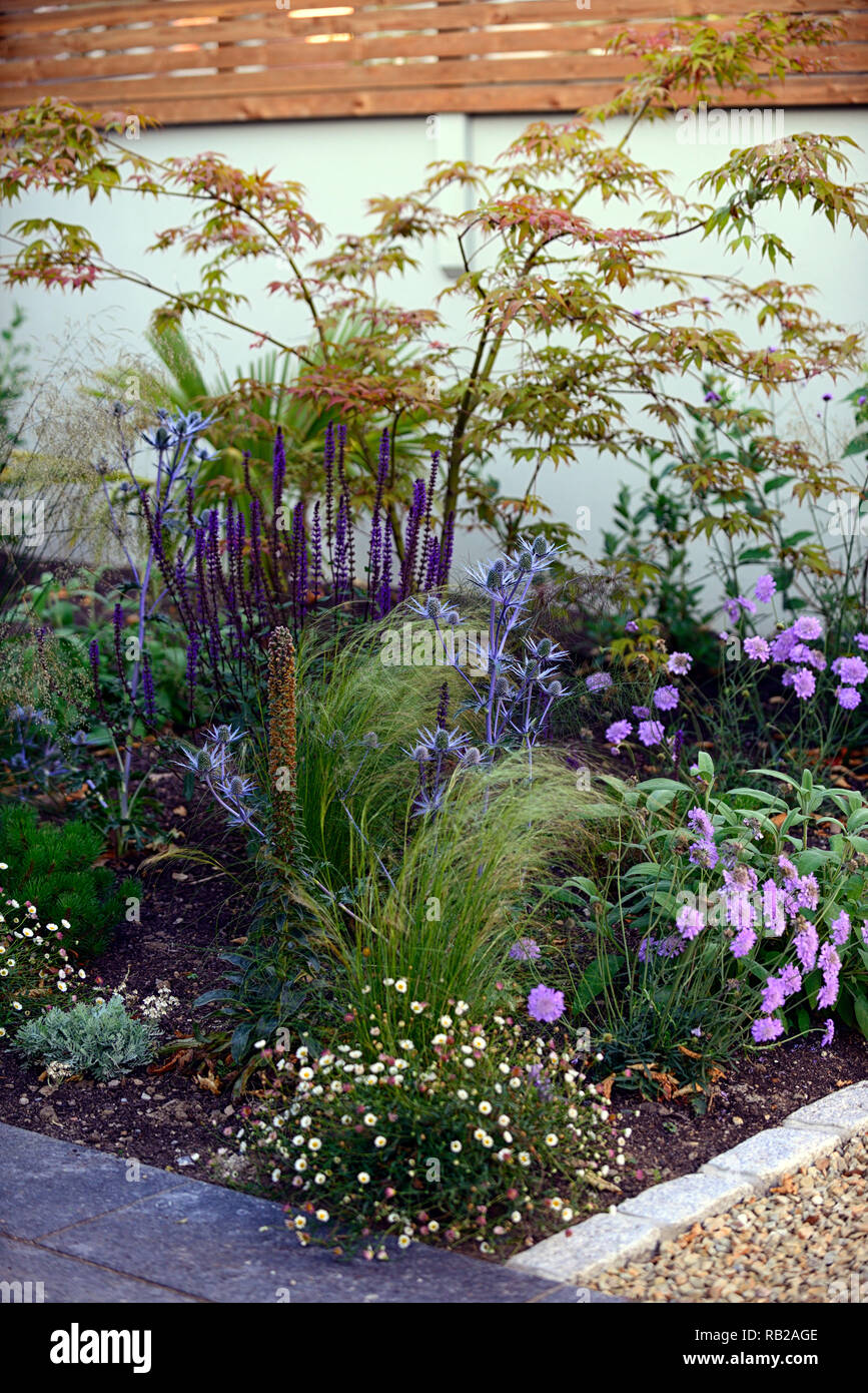 Appena piantato,mix,miscelati,letto perenne,confine,scabiosa,eryngium,verbena,acer,foxglove,l'erba,erbe,giardino,garden design,RM Floral Foto Stock