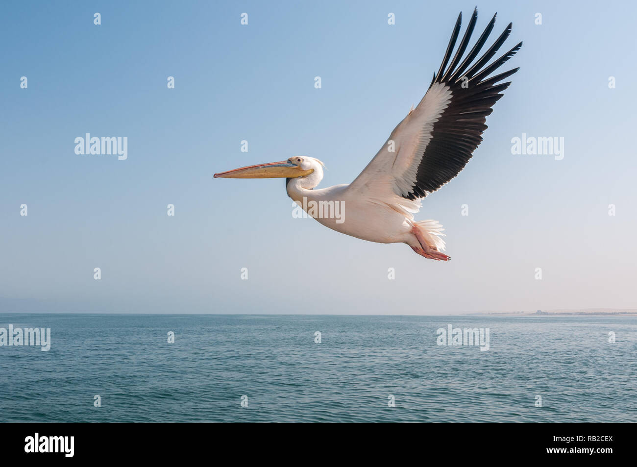 Bianco orientale pelican volare con ali teso, Great White pelican, Pelecanus onocrotalus, Walvis Bay costa, Namibia Foto Stock