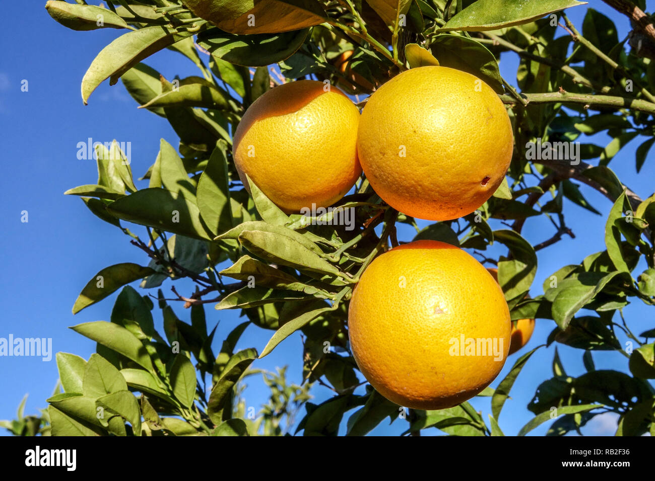 La maturazione delle arance sugli alberi, regione di Valencia, Spagna Foto Stock