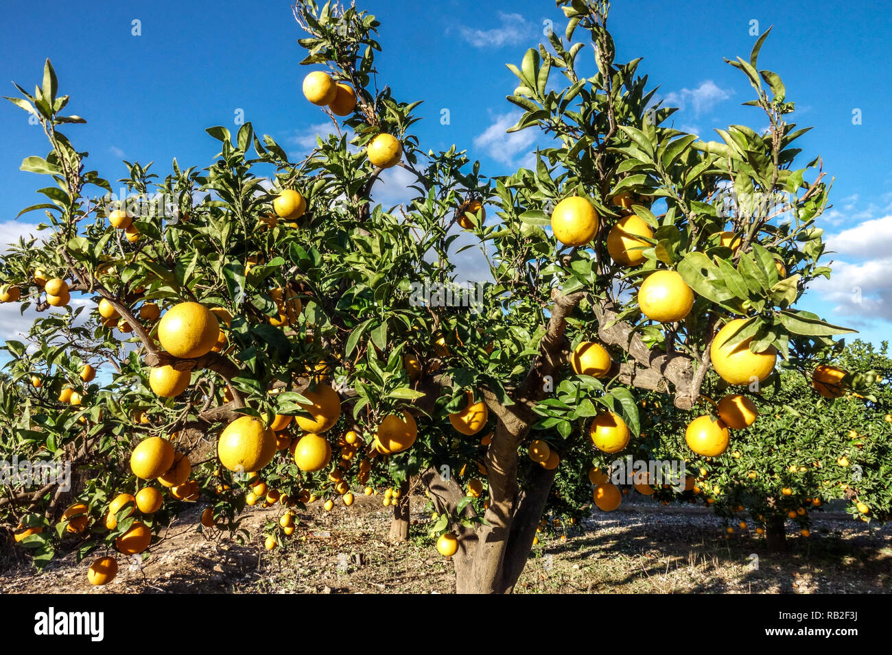 Arance sugli alberi, la maturazione dei frutti, regione di Valencia, Spagna Foto Stock