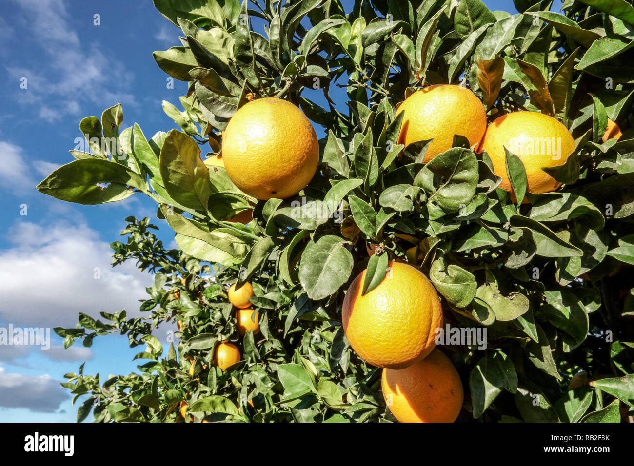 La maturazione delle arance sul ramo di albero, Valencia Spagna Foto Stock