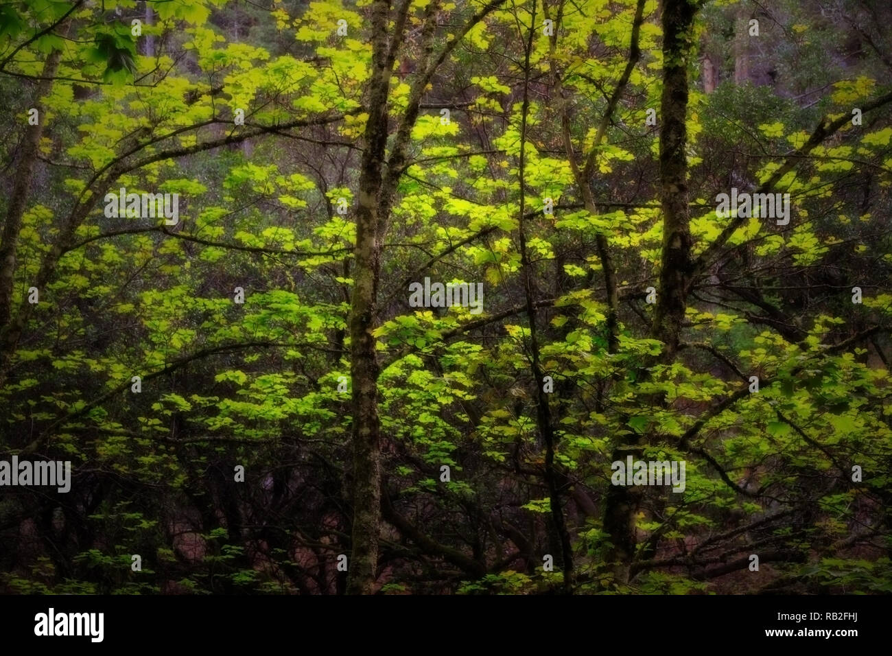 Colorato incandescente fiaba deep forest Foto Stock